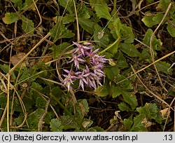 Phedimus spurius (rozchodnik kaukaski)