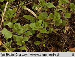 Phedimus spurius (rozchodnik kaukaski)