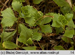 Phedimus spurius (rozchodnik kaukaski)