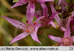 Phedimus spurius (rozchodnik kaukaski)