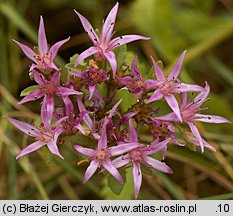 Phedimus spurius (rozchodnik kaukaski)