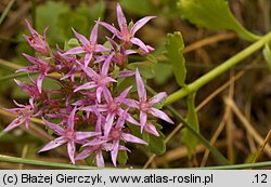 Phedimus spurius (rozchodnik kaukaski)