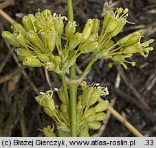 Silene otites (lepnica wąskopłatkowa)