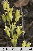 Silene otites (lepnica wąskopłatkowa)