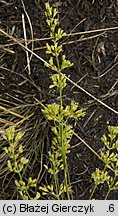 Silene otites (lepnica wąskopłatkowa)