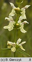 Stachys recta (czyściec prosty)