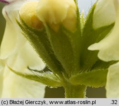 Stachys recta (czyściec prosty)