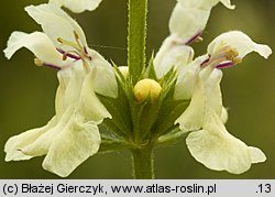 Stachys recta (czyściec prosty)