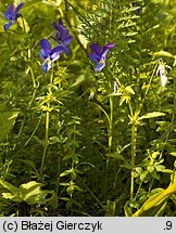 Viola dacica