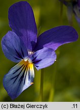 Viola dacica