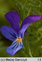 Viola dacica