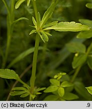 Viola dacica