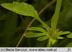 Viola dacica