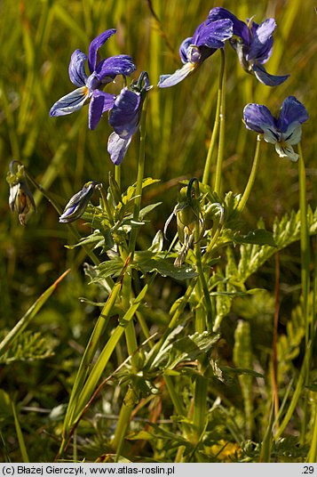 Viola dacica