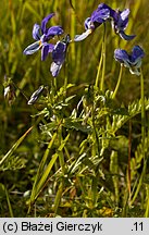 Viola dacica