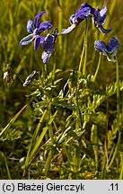 Viola dacica