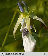 Viola dacica