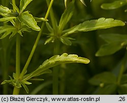 Viola dacica