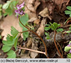 Corydalis intermedia (kokorycz wątła)