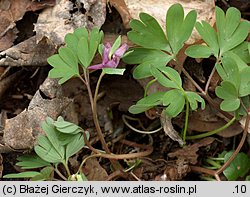 Corydalis intermedia (kokorycz wątła)