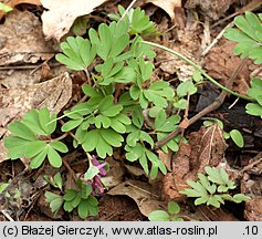 Corydalis intermedia (kokorycz wątła)