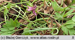 Corydalis intermedia (kokorycz wątła)