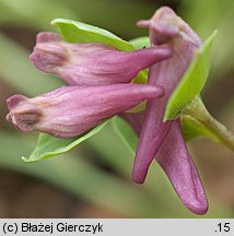 Corydalis intermedia (kokorycz wątła)