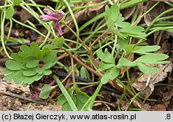 Corydalis intermedia (kokorycz wątła)