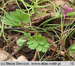 Corydalis intermedia (kokorycz wątła)