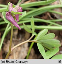 Corydalis intermedia (kokorycz wątła)