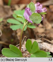 Corydalis intermedia (kokorycz wątła)