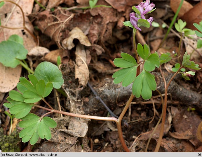 Corydalis intermedia (kokorycz wątła)