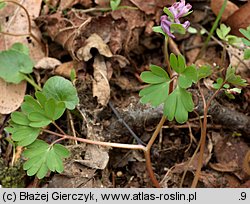 Corydalis intermedia (kokorycz wątła)