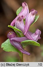 Corydalis intermedia (kokorycz wątła)