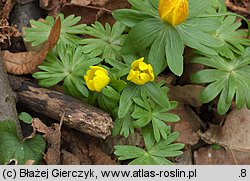 Eranthis hyemalis (rannik zimowy)