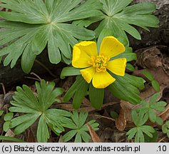 Eranthis hyemalis (rannik zimowy)