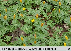 Eranthis hyemalis (rannik zimowy)