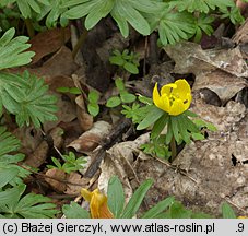 Eranthis hyemalis (rannik zimowy)