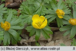 Eranthis hyemalis (rannik zimowy)