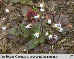 Draba verna (wiosnówka pospolita)