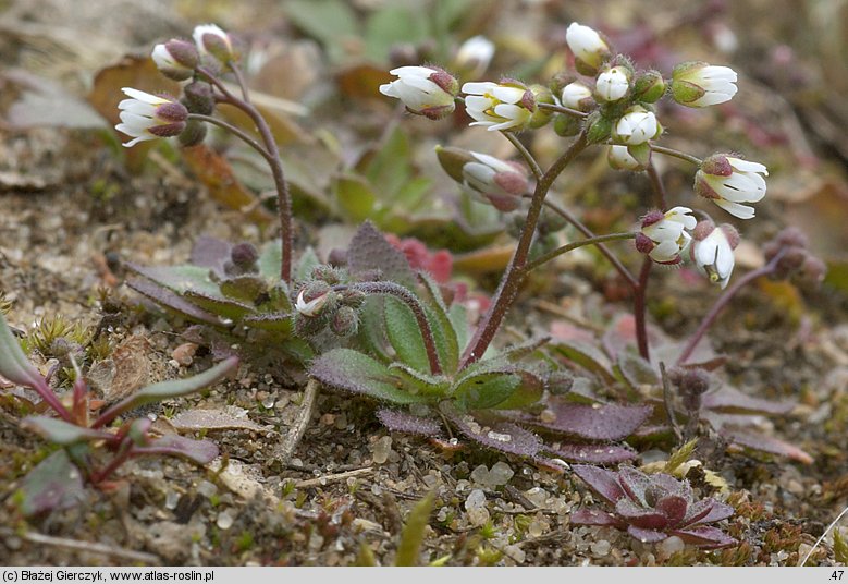 Draba verna (wiosnówki pospolitej)