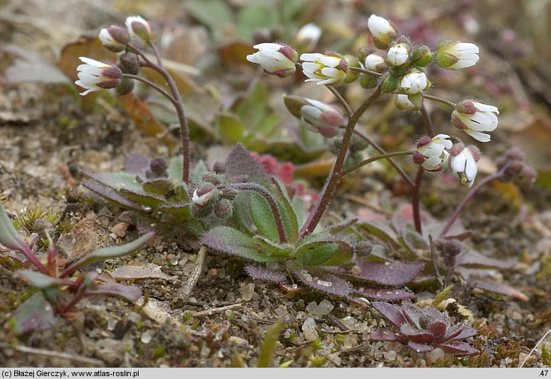 Draba verna (wiosnówka pospolita)