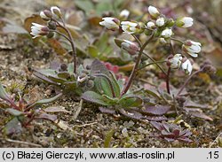 Erophila verna (wiosnówka pospolita)