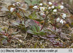 Draba verna (wiosnówki pospolitej)