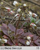 Draba verna (wiosnówka pospolita)