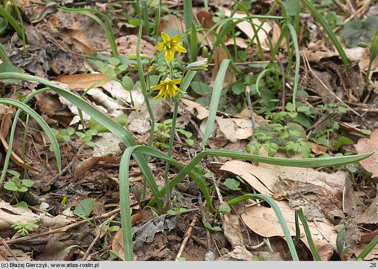 Gagea lutea (złoć żółta)