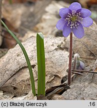 Hepatica nobilis (przylaszczka pospolita)