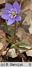 Hepatica nobilis (przylaszczka pospolita)