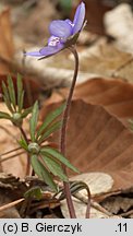 Hepatica nobilis (przylaszczka pospolita)