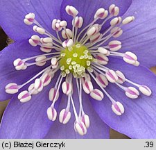 Hepatica nobilis (przylaszczka pospolita)